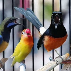 Memelihara Burung Hias Keindahan dan Terapi