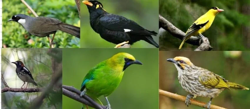 Memelihara Burung Hias Keindahan dan Terapi