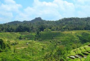 Kesederhanaan Harmoni Ketenangan Batin Hidup di Pedesaan