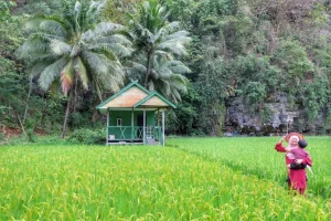 Kesederhanaan Harmoni Ketenangan Batin Hidup di Pedesaan
